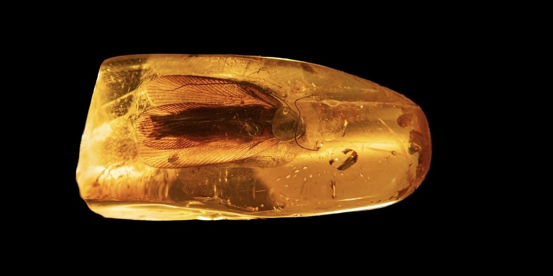 В янтаре под Калининградом нашли доисторического таракана