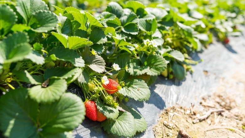 Результат правильного размножения клубничных усов - каждое растение с мощной корневой системой