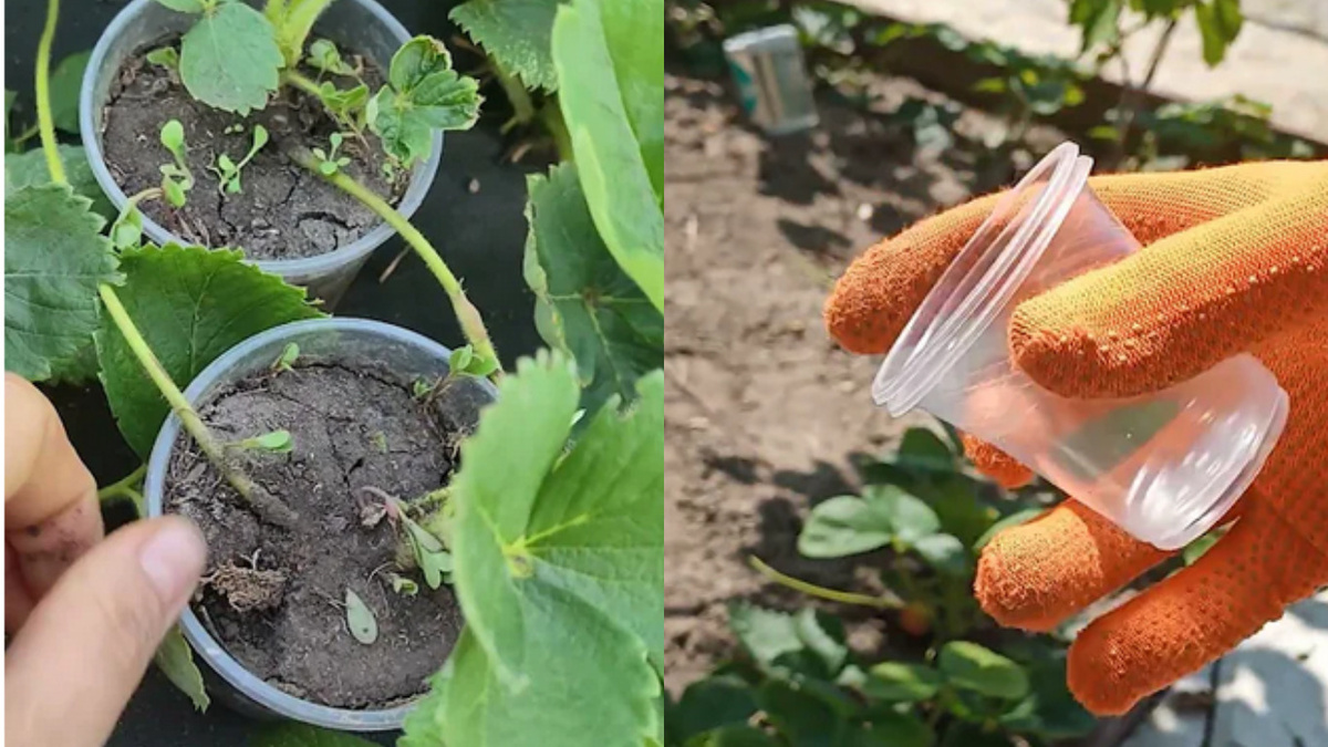 Клубничные усы укореняются в стаканчиках, не теряя связи с материнским растением