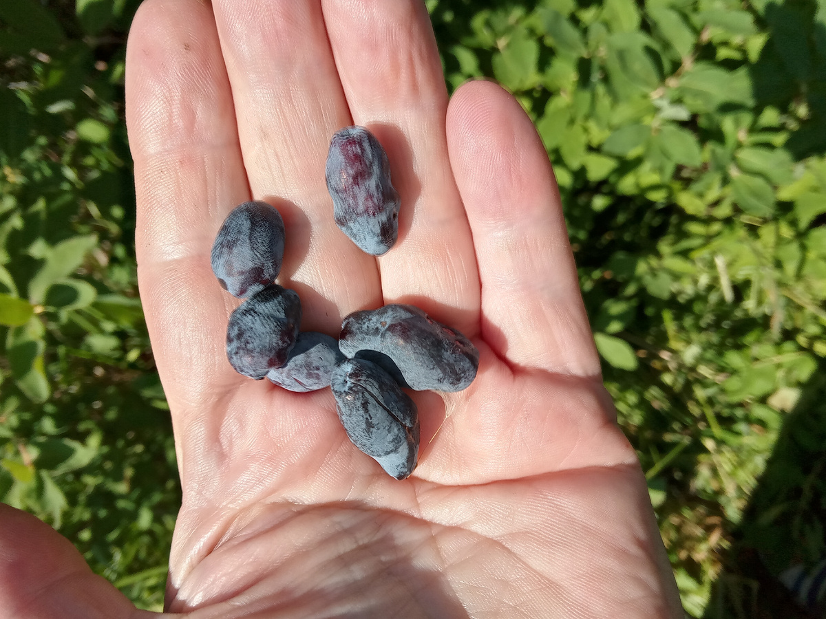 Сейчас успела забрать у толстого дрозда из-под носа, остатки-сладки