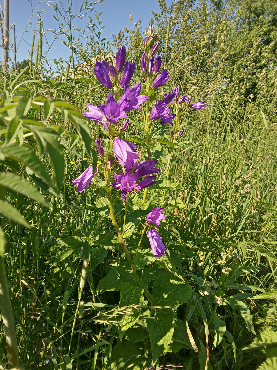 Просто колокольчики, размножаются самосевом по всей деревне