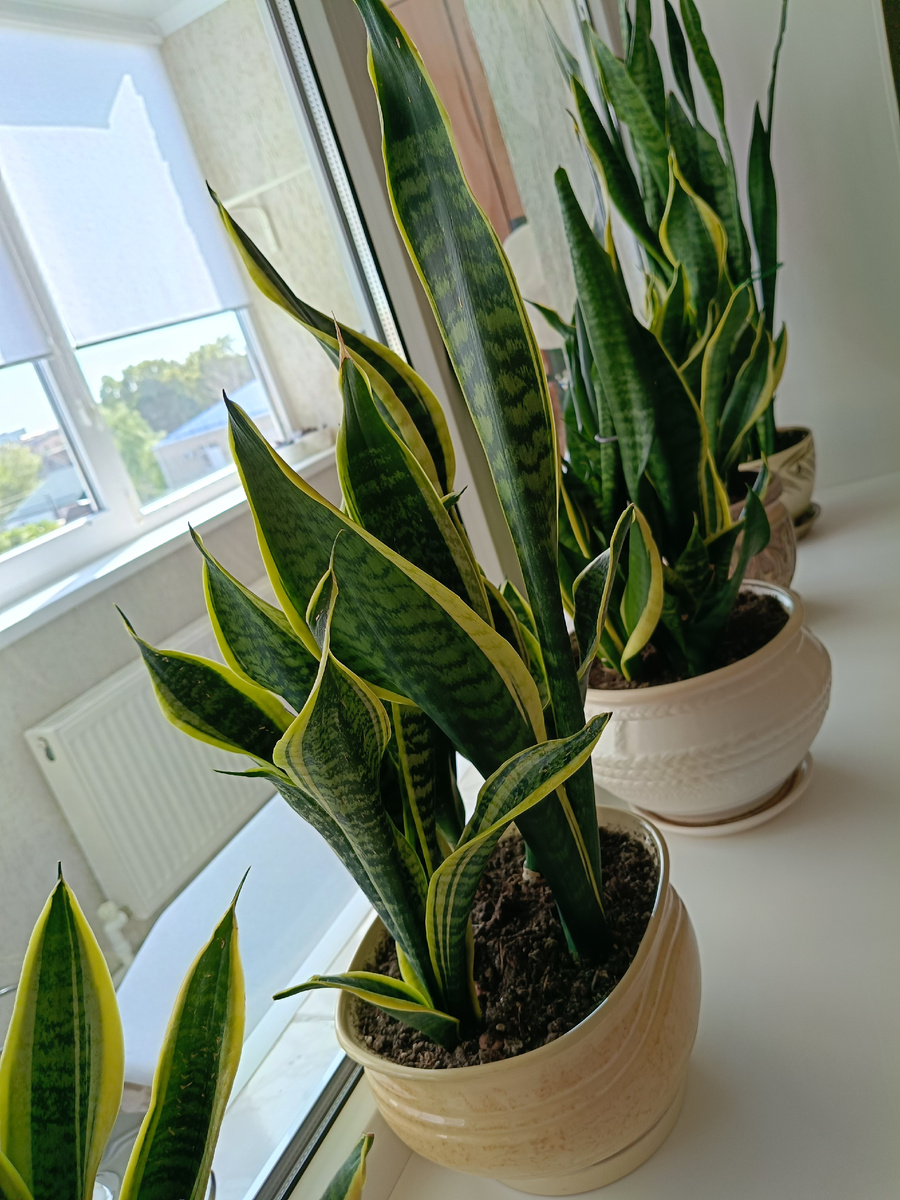 Сейчас побрызгаю и буду протирать листья