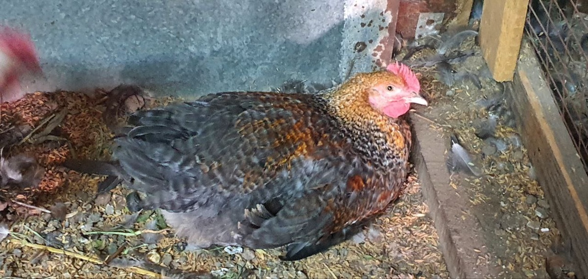 Ряба спряталась в уголке