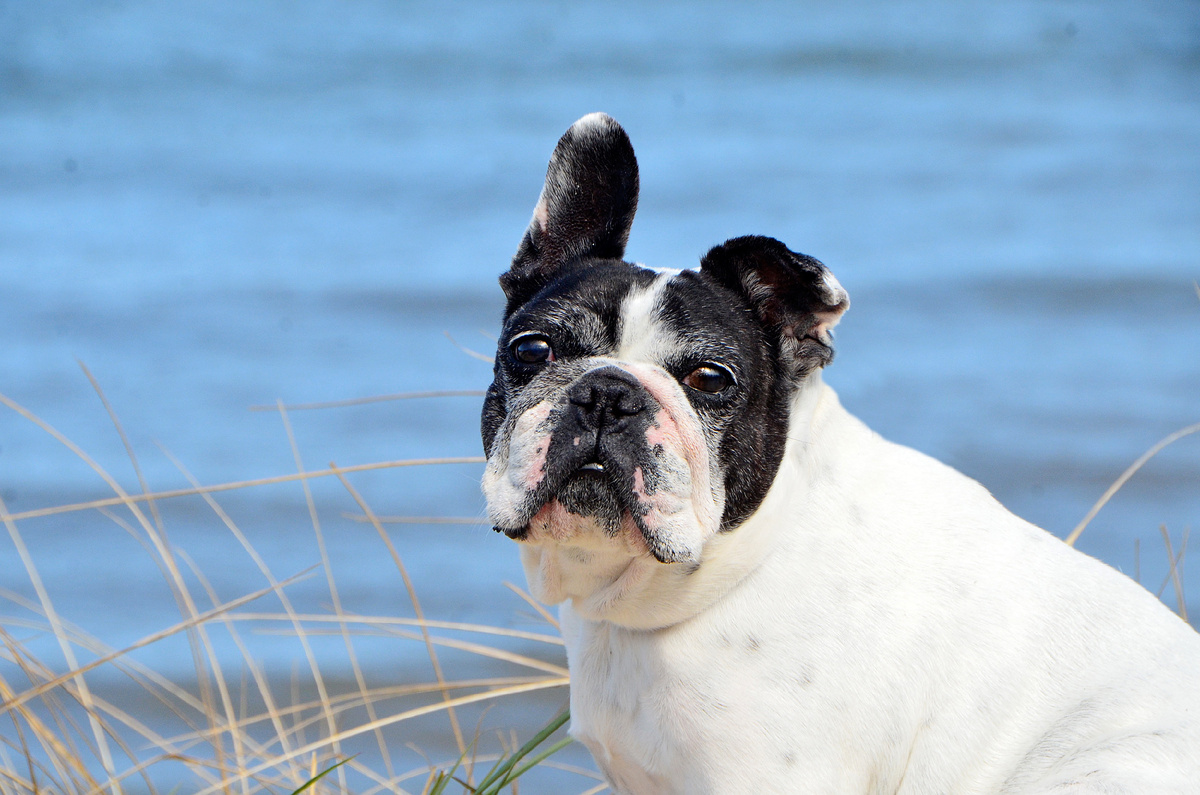 Жужу. Фото автора