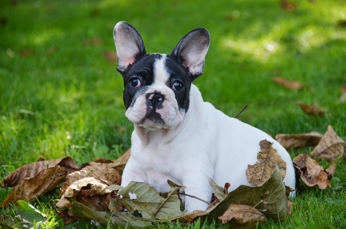 Жужу. Фото автора