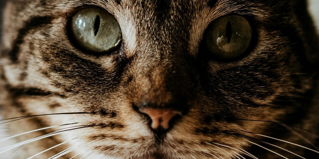 Как кошки просят прощения: 6 способов, которые растопят ваше сердце