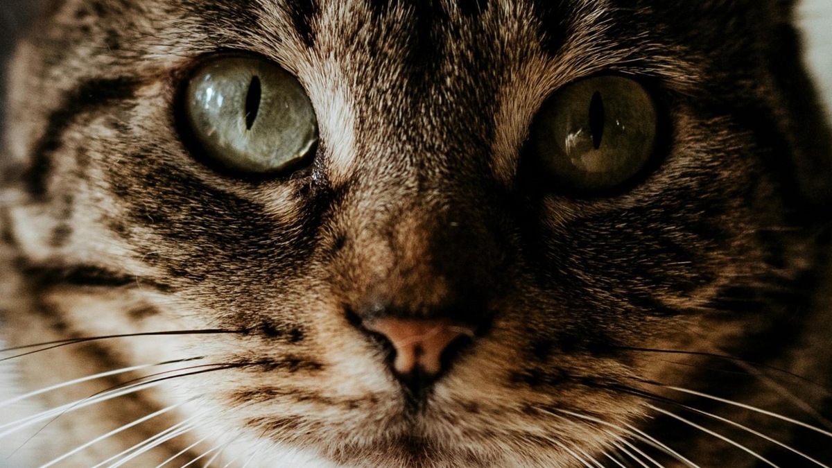    Этот взгляд — не вызов на дуэль — кошка просто наблюдает за вашим настроением, прежде чем снова подойти.