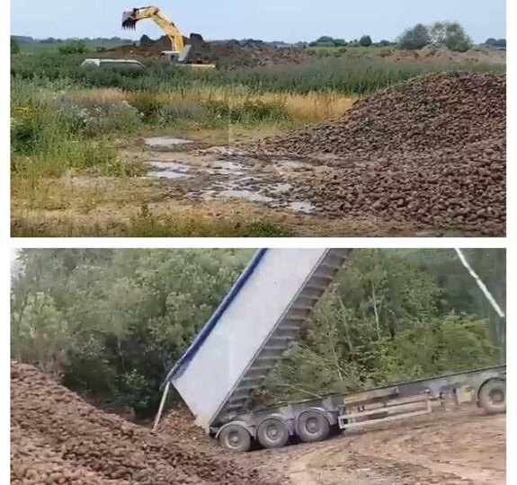 Тонны картофеля пошли на удобрение полей в Калининградской области