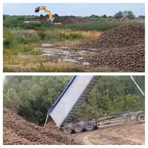    Тонны картофеля пошли на удобрение полей в Калининградской области