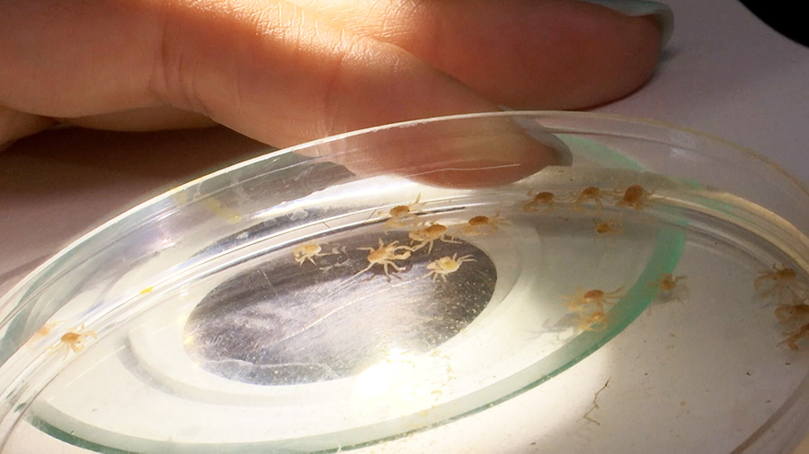    © АО "ТВ Центр"