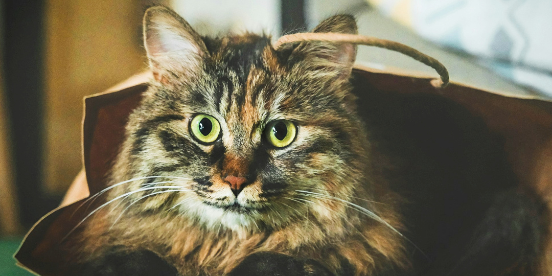 Она уже слишком старая