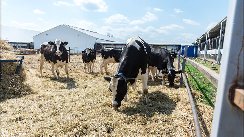 Фото: Олег Харсеев / Коммерсантъ