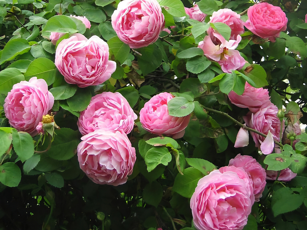 Роза "Constance Spry" (Констанс Спрай)