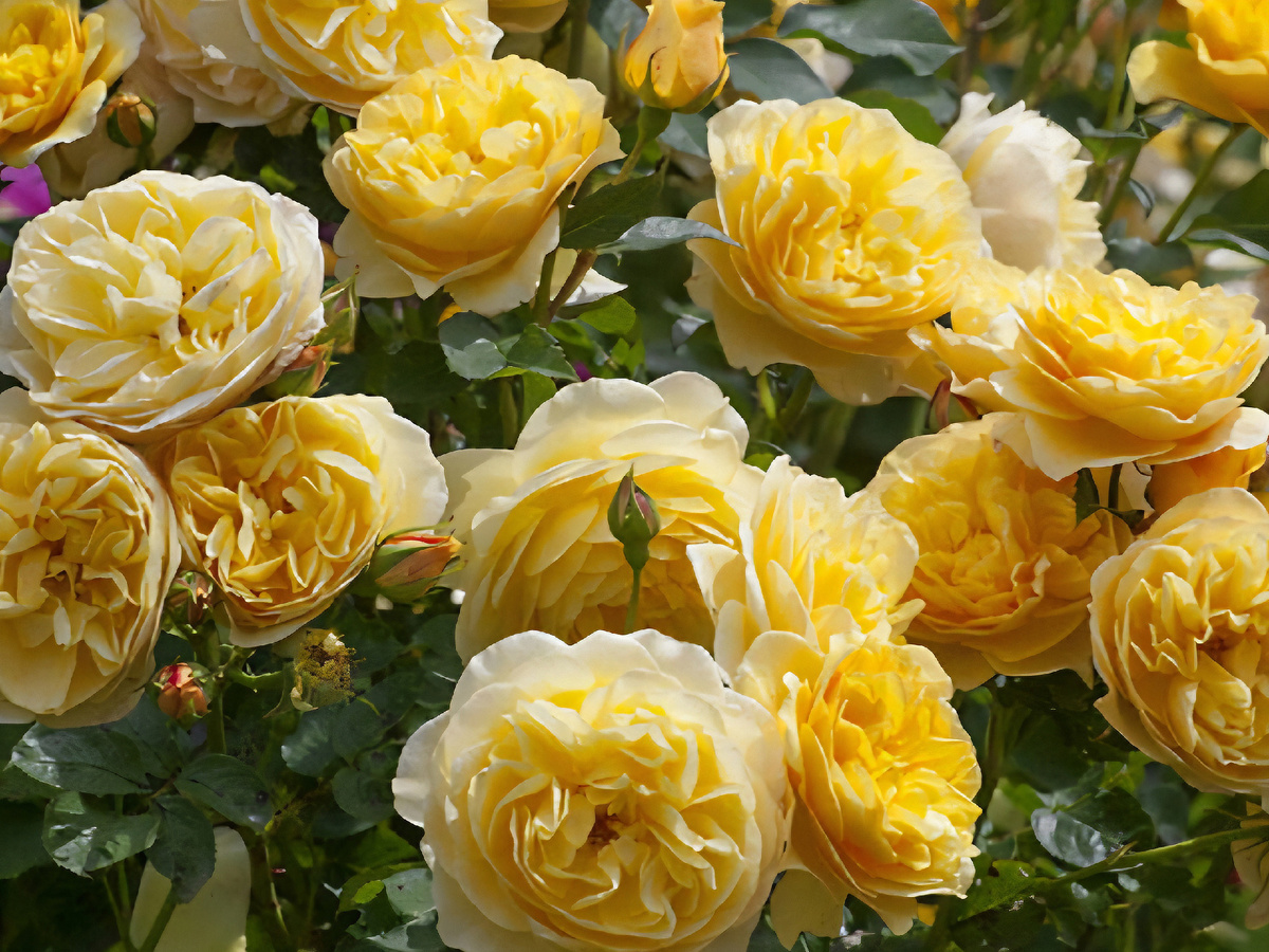 Роза "Graham Thomas" (Грэхам Томас)