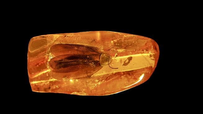 В Калининграде добыли янтарь с древним тараканом: ему больше 35 млн лет (видео)