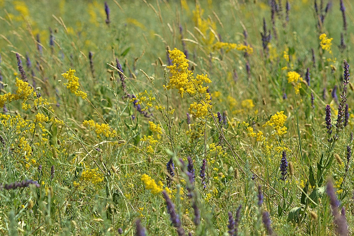 Фото автора. Летний травостой