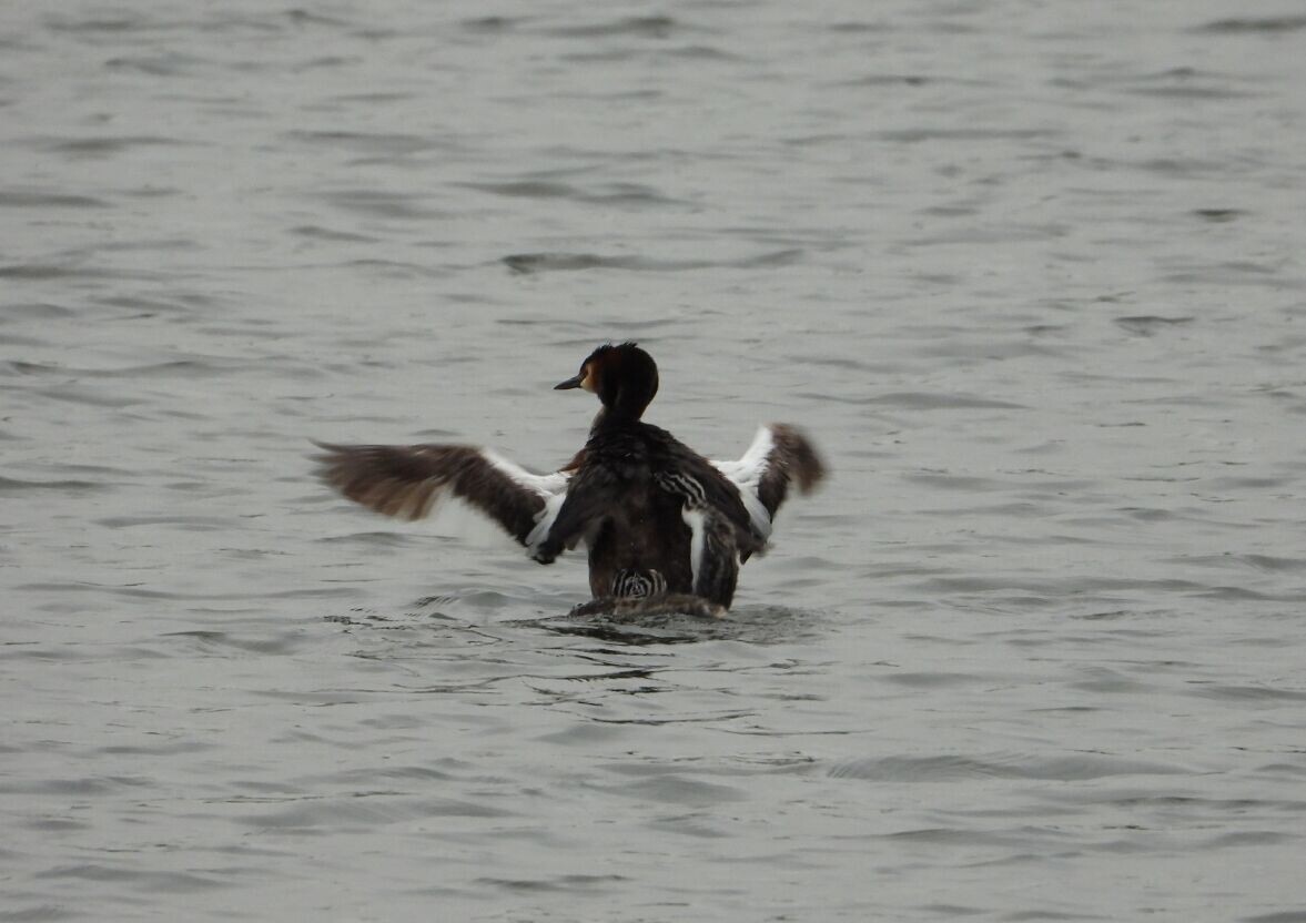 Чомга с птенцами