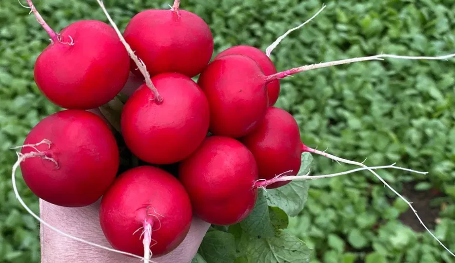 3 продукта обостряли мой панкреатит летом. Важно их запомнить