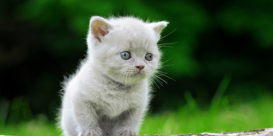 5 причин, почему кошки отказываются от своих котят