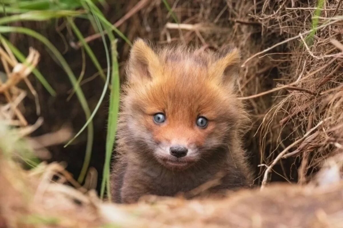    На территории парка «Шакша» под Ярославлем нашли семейство лис
