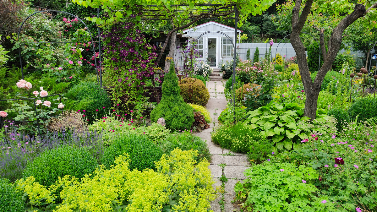 20.06.2025 г. Дорожка к дому идет через розарий.