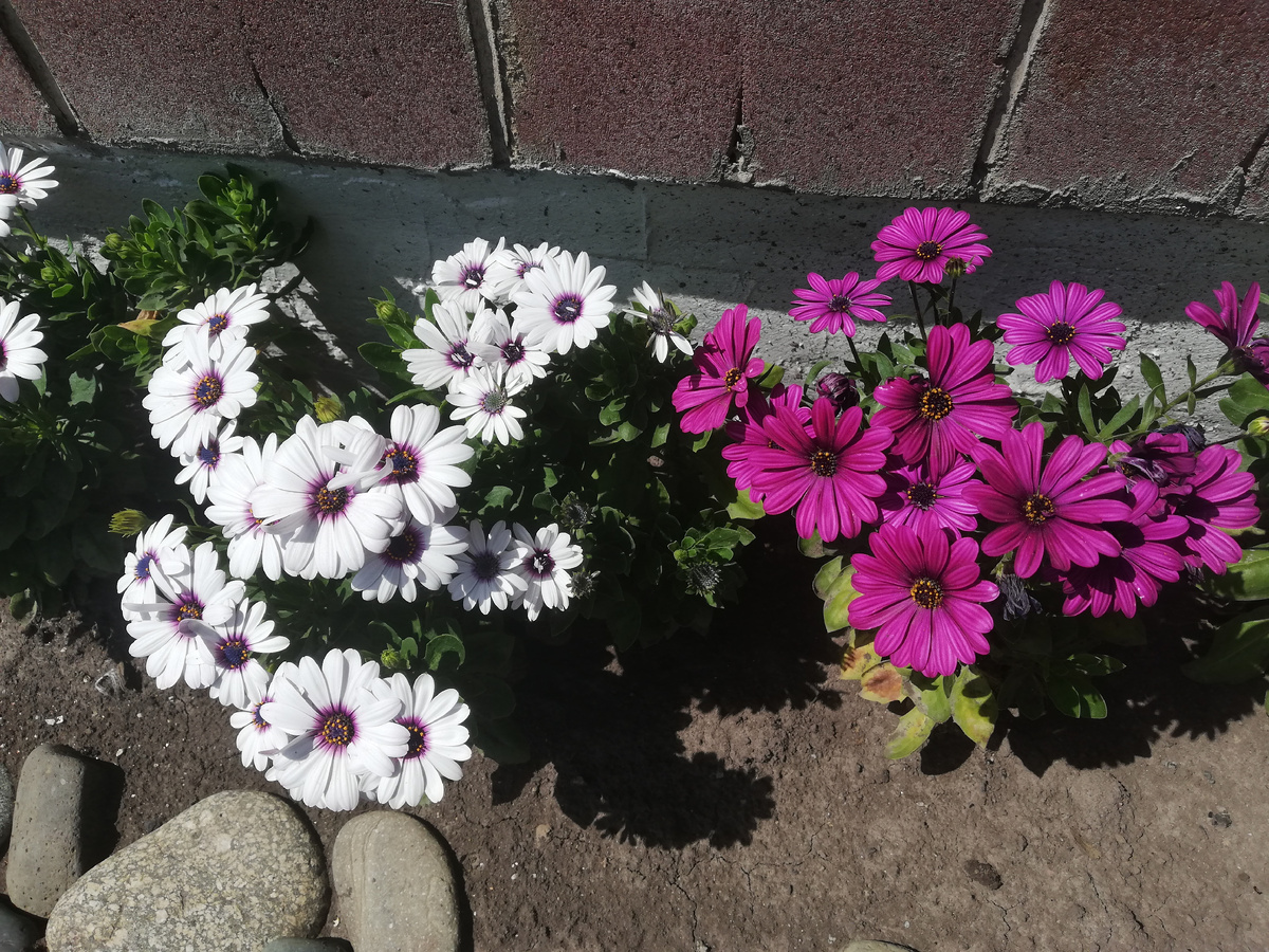 Остики в 2022 году