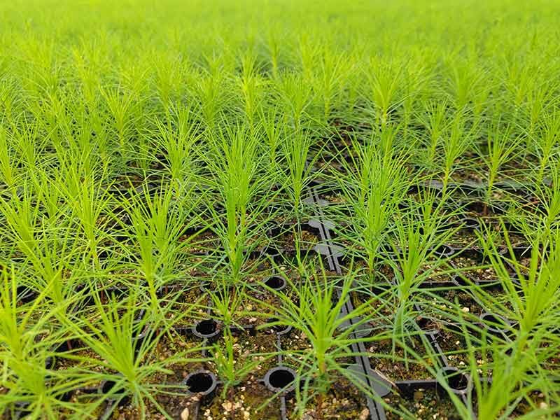 Фото: пресс-служба АО «Архангельский целлюлозно-бумажный комбинат»