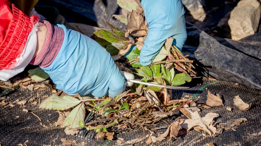 Обрезка клубники под корень