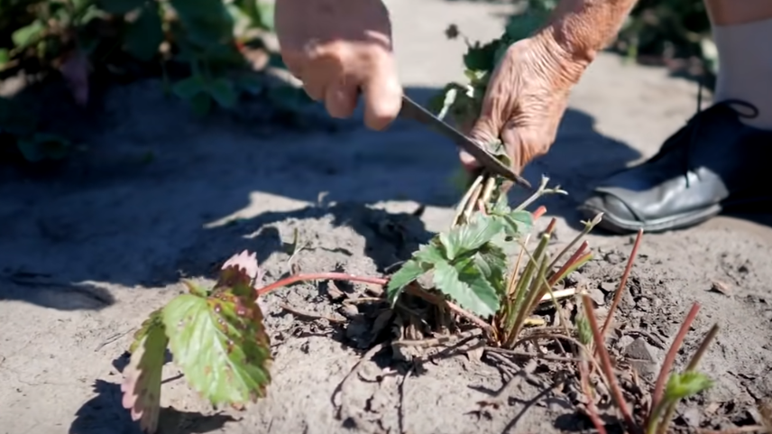 Обрезка листьев клубники после урожая