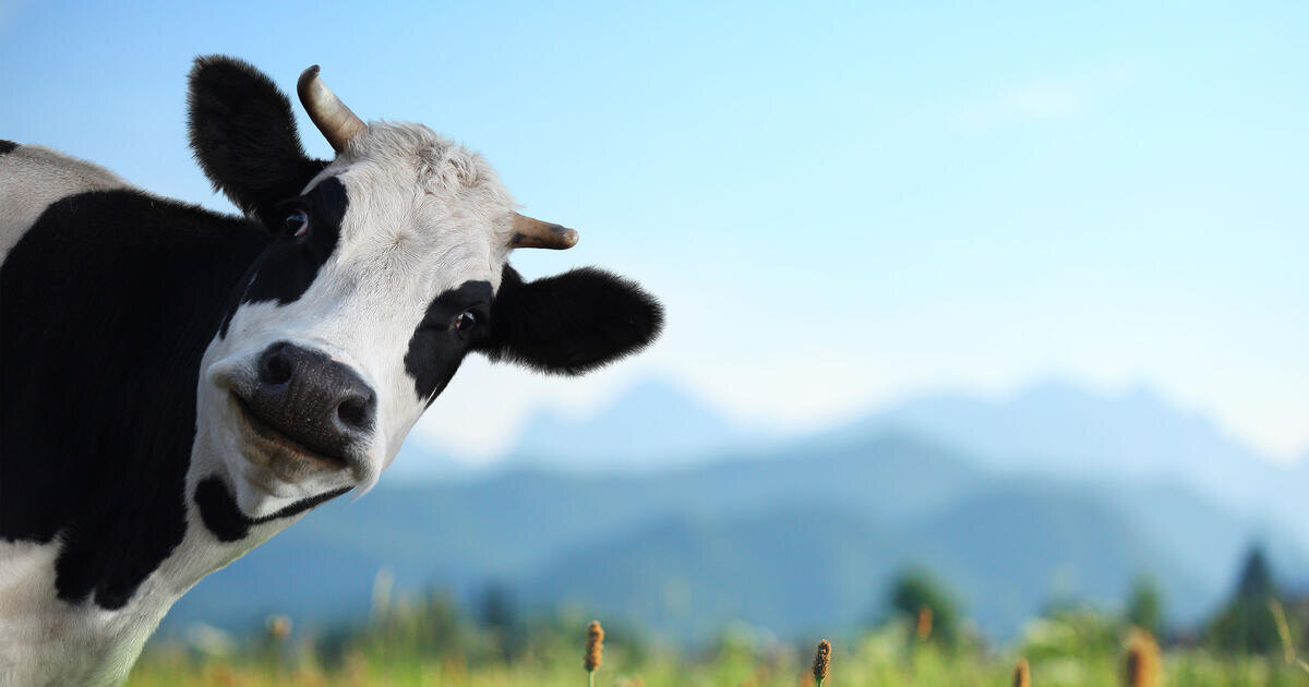 Фото носит иллюстративный характер