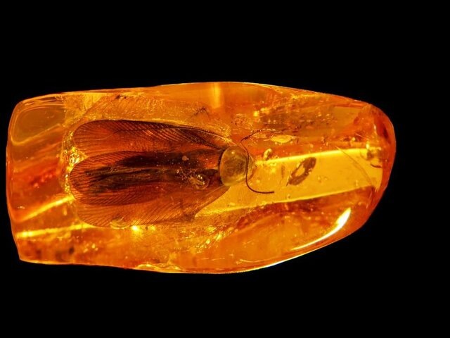    Фото: ambercombine.ru