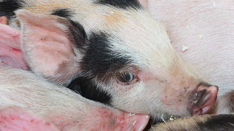 Фото: Андрей Коршунов / Коммерсантъ