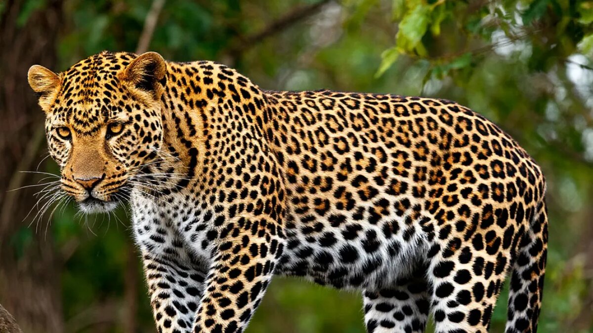    Сгенерировано ИИ