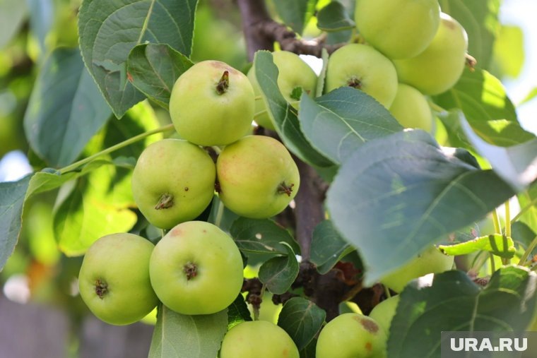 Садовод Самойлова: летом яблони подкармливают три раза