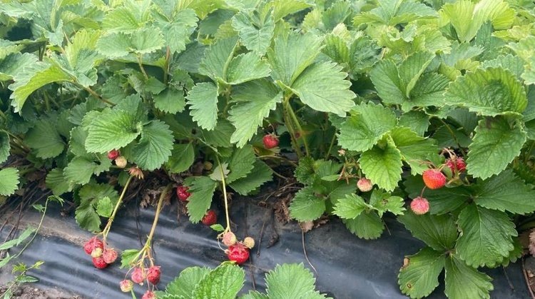    Фото: Минсельхоз Пензенской области