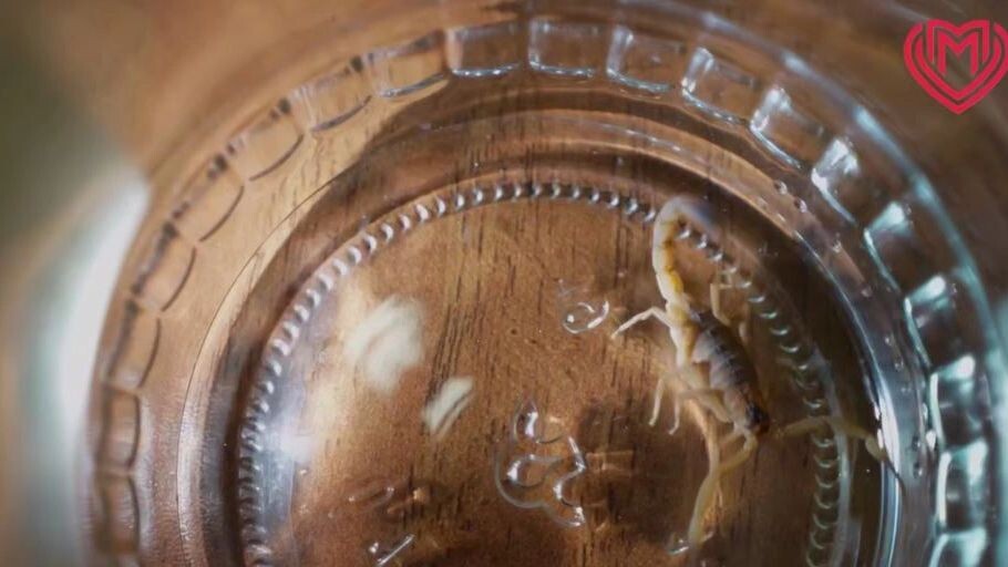    Кадр видео t.me/dzdmos/18534