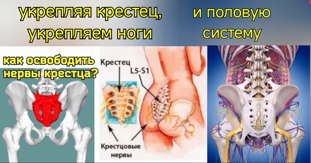 Как разблокировать нервы крестцового сплетения? Укрепляем тазобедренные суставы и половую систему