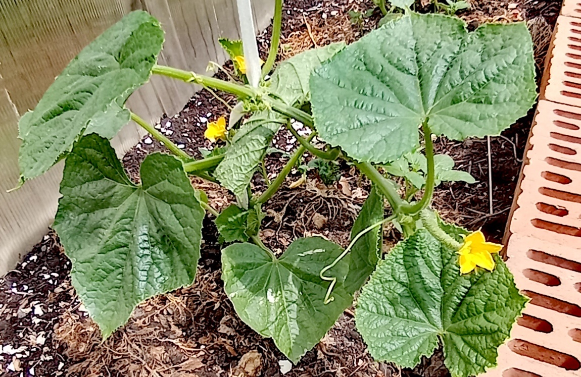 Подкормки вносите ТОЛЬКО во влажную почву (после полива) и не под палящим солнцем.