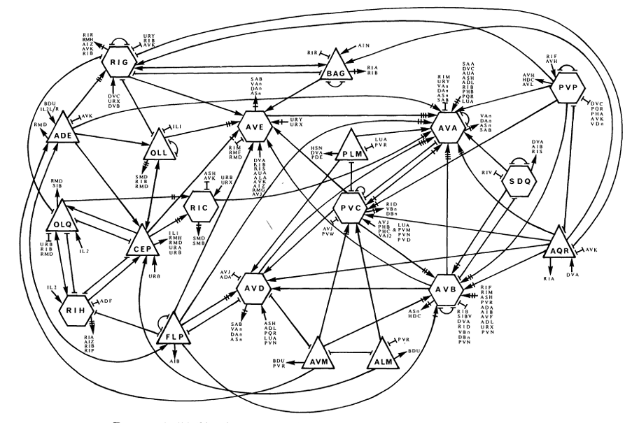 wormatlas.org📷Одна из карт нейронных связей червя C. elegans