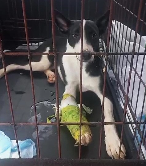 🆘🆘🆘Сегодня мы не собрали ни на корм собачкам, ни на зарплату работникам, сегодня никто не кормит и не поит приют, в приюте сегодня голод!
