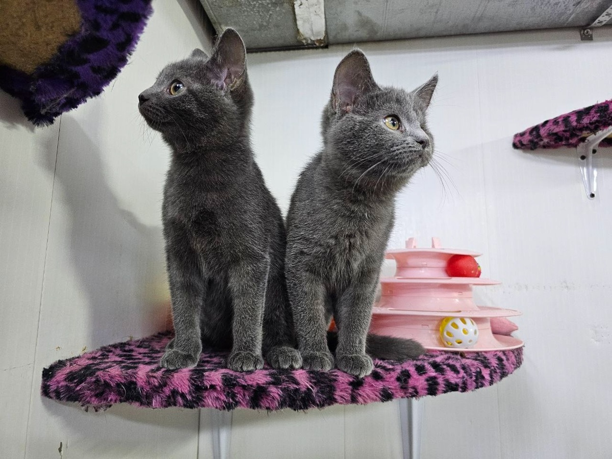 Глория и Шума — две крохотные кошечки в самом смешном и интересном возрасте, которые очень нуждаются в семье!