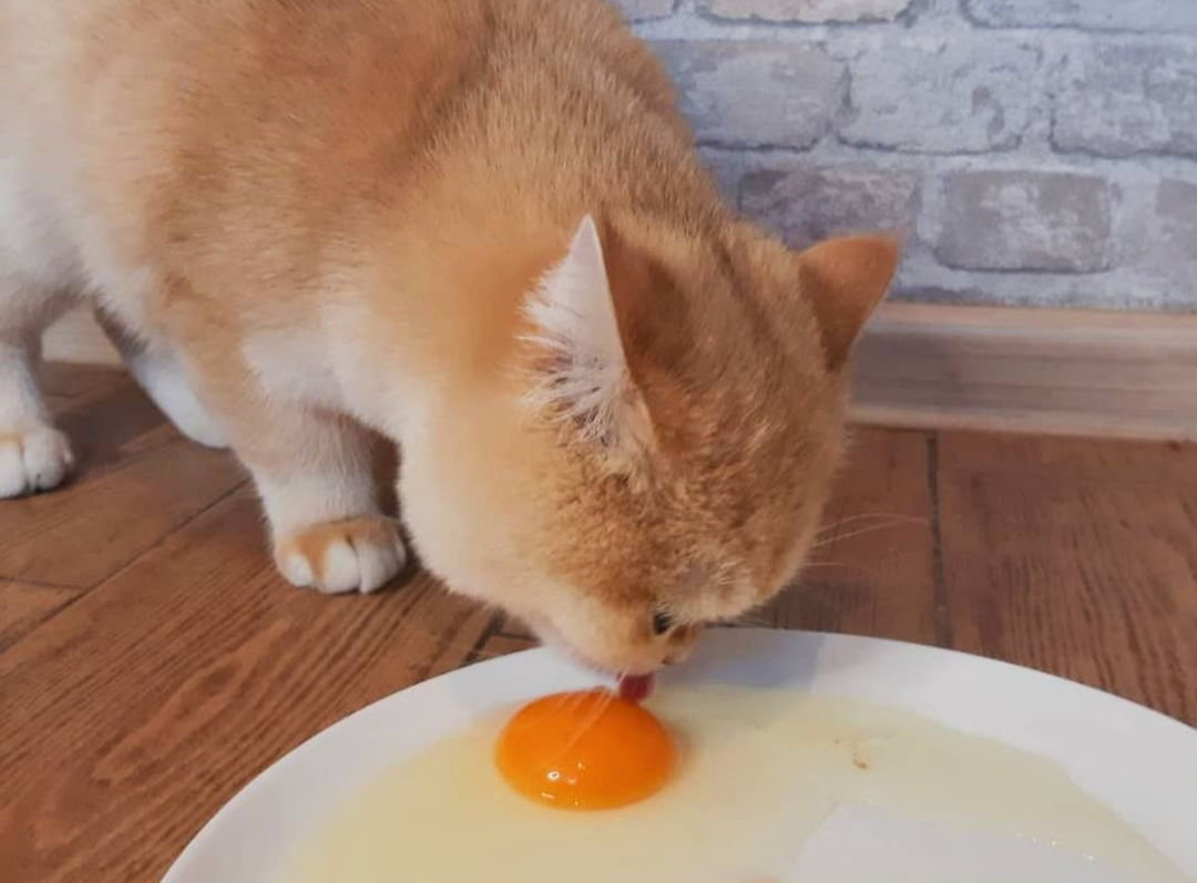 Автор: Буканова Наталья, питомник британских кошек золотая шиншилла AL Li MaN