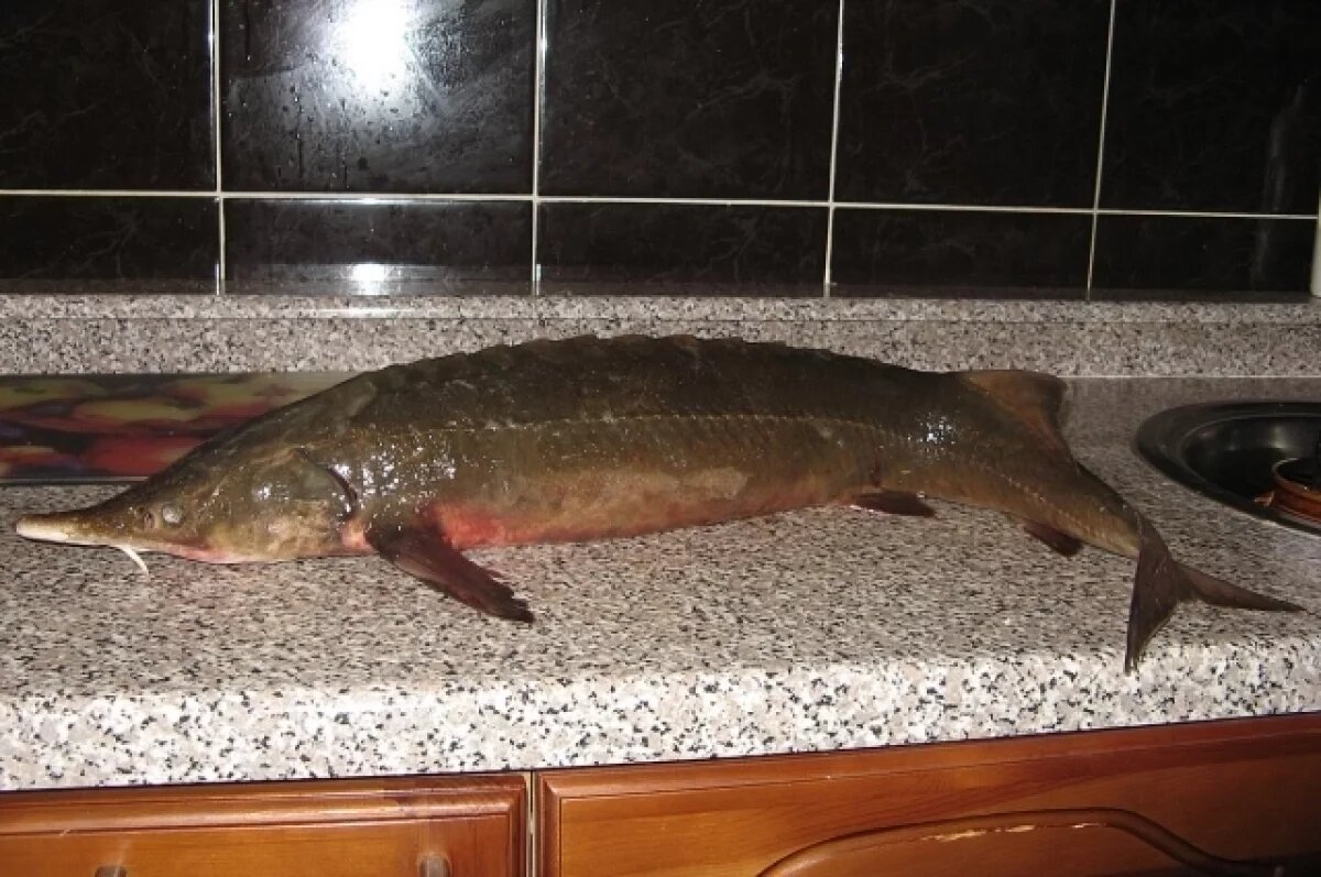    Снизить штрафы за вылов осетра и муксуна предложили в парламенте Якутии