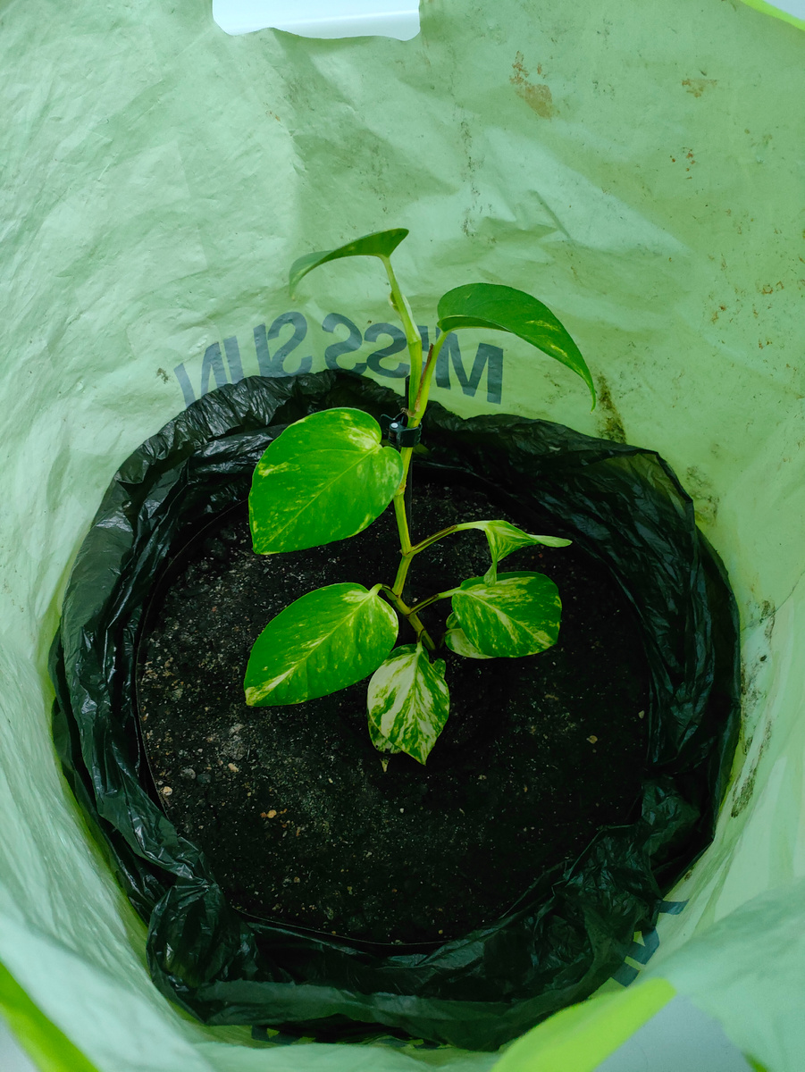 эпипремнум золотистый