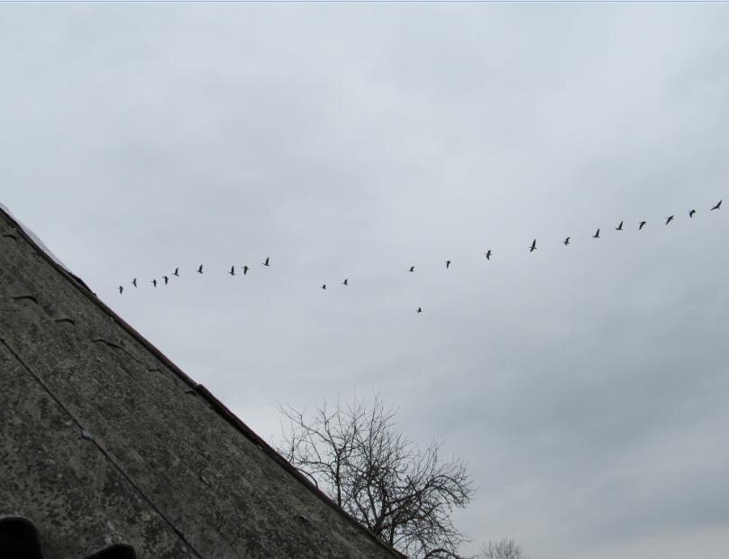 Гуси над домом пролетали, я им помахал рукой. Личное фото.