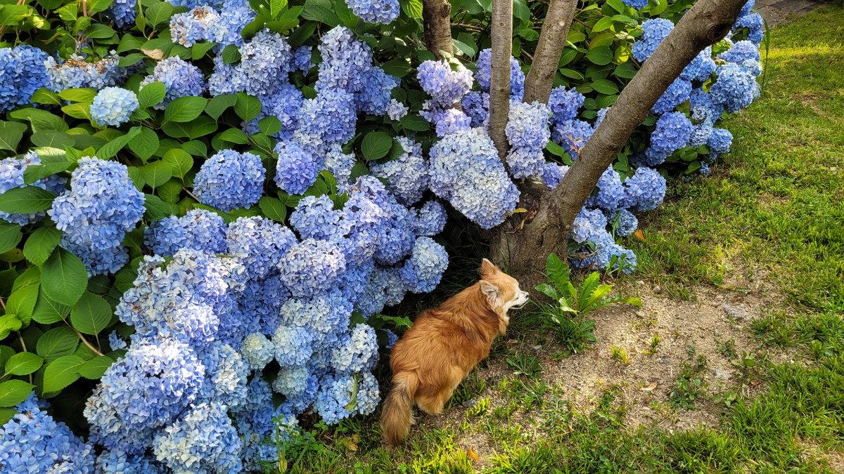 Собака Муха и гортензия