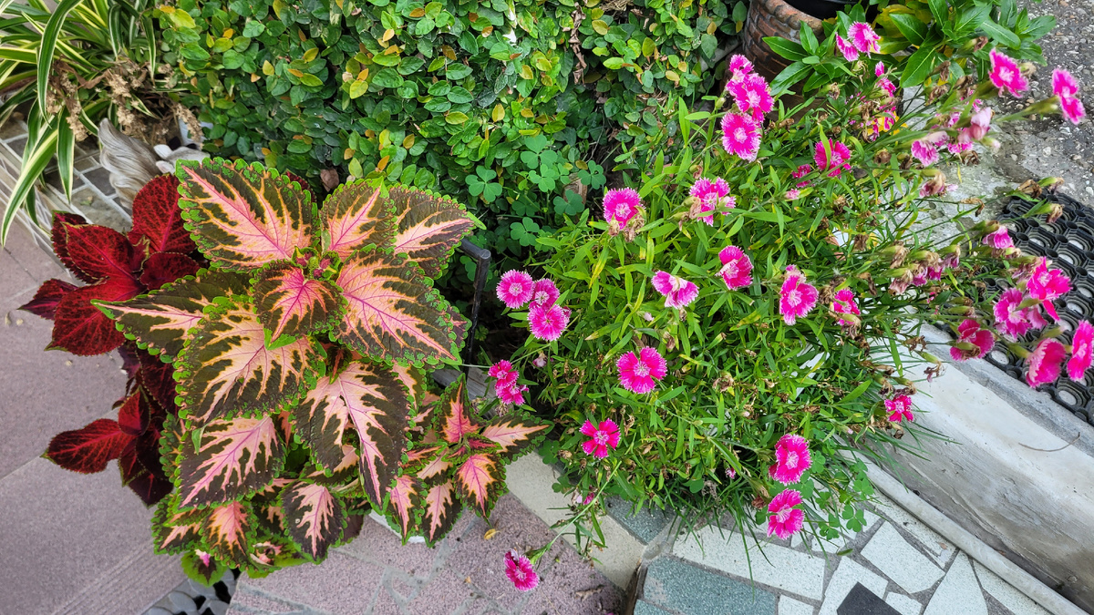 Пока Марко снится сибирская метель, в наших краях распускаются все новые цветы