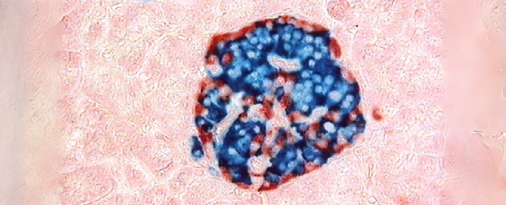 Клетки островков поджелудочной железы, окрашенные на антитела к глюкагону (красный) и антитела к инсулину (синий) под микроскопом