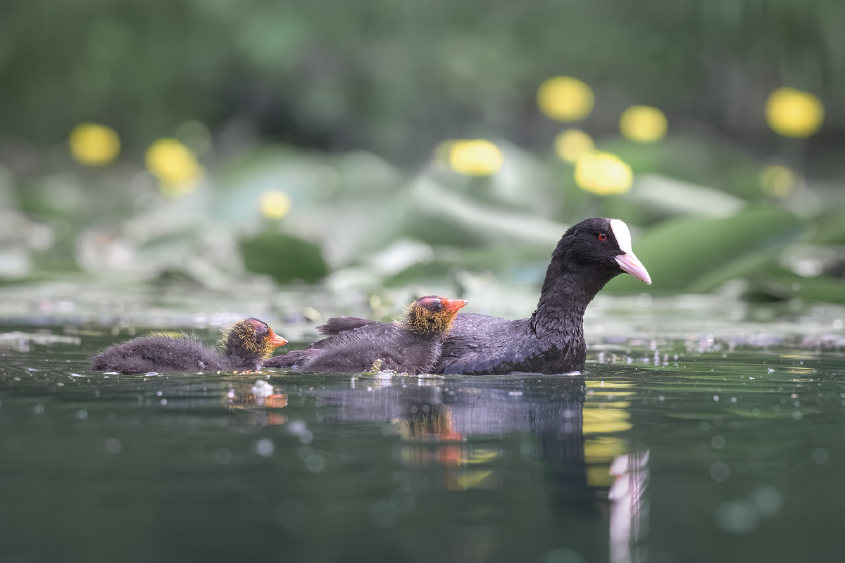 Лысуха с птенцами