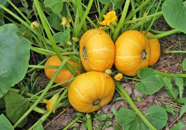 Как сделать, чтобы на тыкве было больше женских цветков и каждый дал плод. Это возможно!